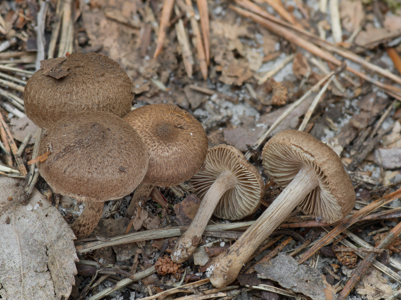 Inocybe lacera